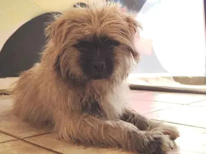 Cachorro raça Lhasa Apso idade 7 a 11 meses nome lucky
