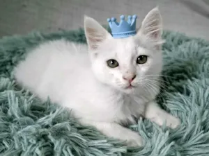 Gato raça SRD-ViraLata idade 2 a 6 meses nome Thor