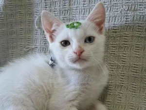Gato raça SRD-ViraLata idade 2 a 6 meses nome David