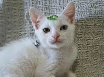Gato raça SRD-ViraLata idade 2 a 6 meses nome David