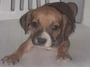Cachorro raça SRD-ViraLata idade 2 a 6 meses nome Calvino e Ratinho