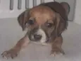 Calvino e Ratinho