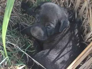 Cachorro raça SRD-ViraLata idade Abaixo de 2 meses nome sem nome
