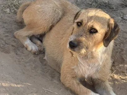 Cachorro raça SRD-ViraLata idade 3 anos nome Beré