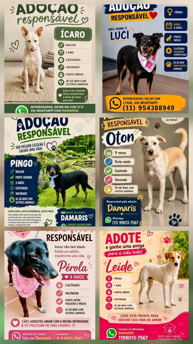 Cachorro raça SRD-ViraLata idade 1 ano nome Pingo,Oton,Pérola,Leide, Luci e Icaro