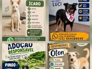 Cachorro raça SRD-ViraLata idade 1 ano nome Pingo,Oton,Pérola,Leide, Luci e Icaro