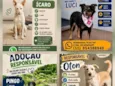 Pingo,Oton,Pérola,Leide, Luci e Icaro