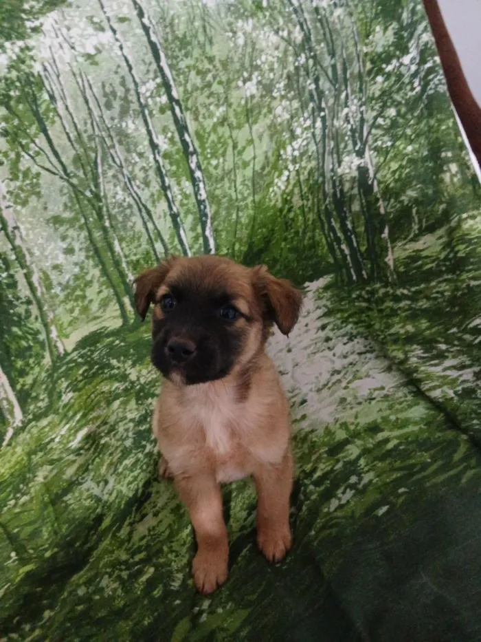 Cachorro raça SRD-ViraLata idade 2 a 6 meses nome sem nome
