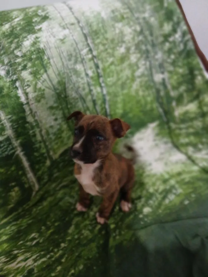 Cachorro raça SRD-ViraLata idade 2 a 6 meses nome sem nome