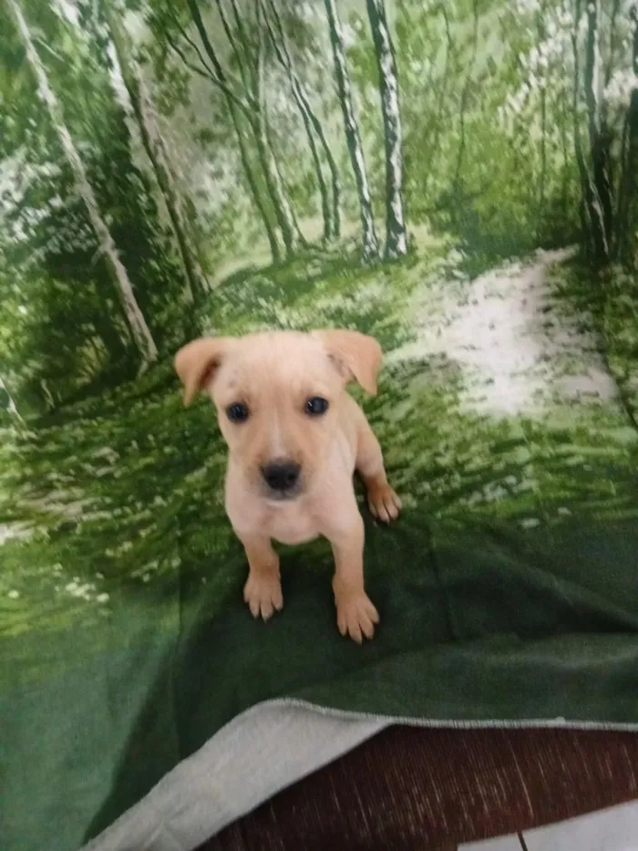 Cachorro raça SRD-ViraLata idade 2 a 6 meses nome sem nome