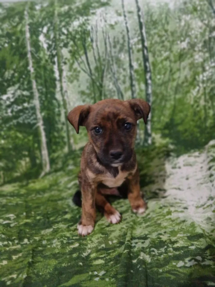 Cachorro raça SRD-ViraLata idade 2 a 6 meses nome sem nome
