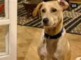 Tico