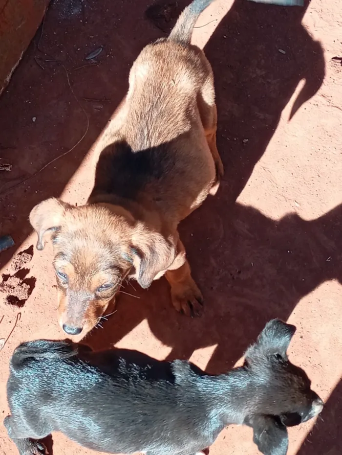 Cachorro raça SRD-ViraLata idade Abaixo de 2 meses nome filhote de cadelas