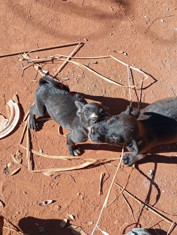 Cachorro raça SRD-ViraLata idade Abaixo de 2 meses nome filhote de cadelas