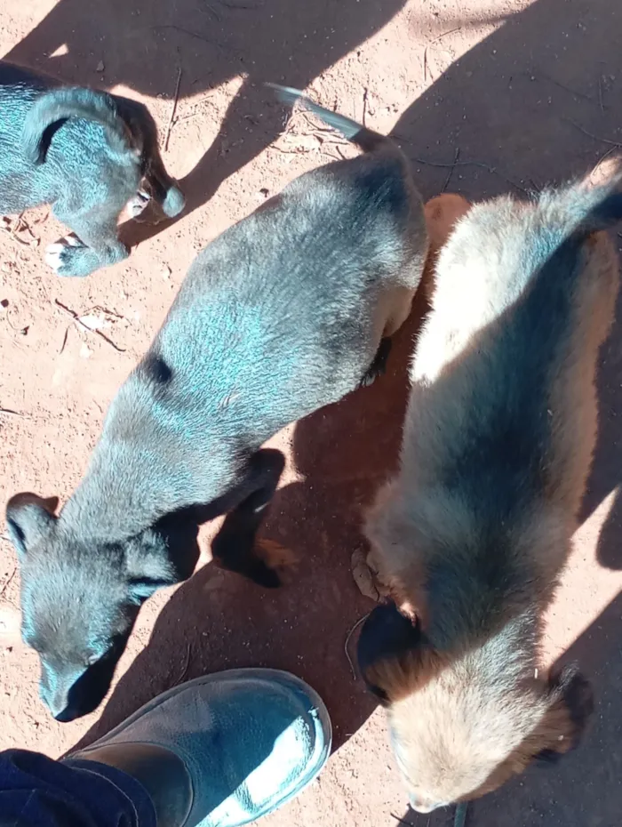 Cachorro raça SRD-ViraLata idade Abaixo de 2 meses nome filhote de cadelas