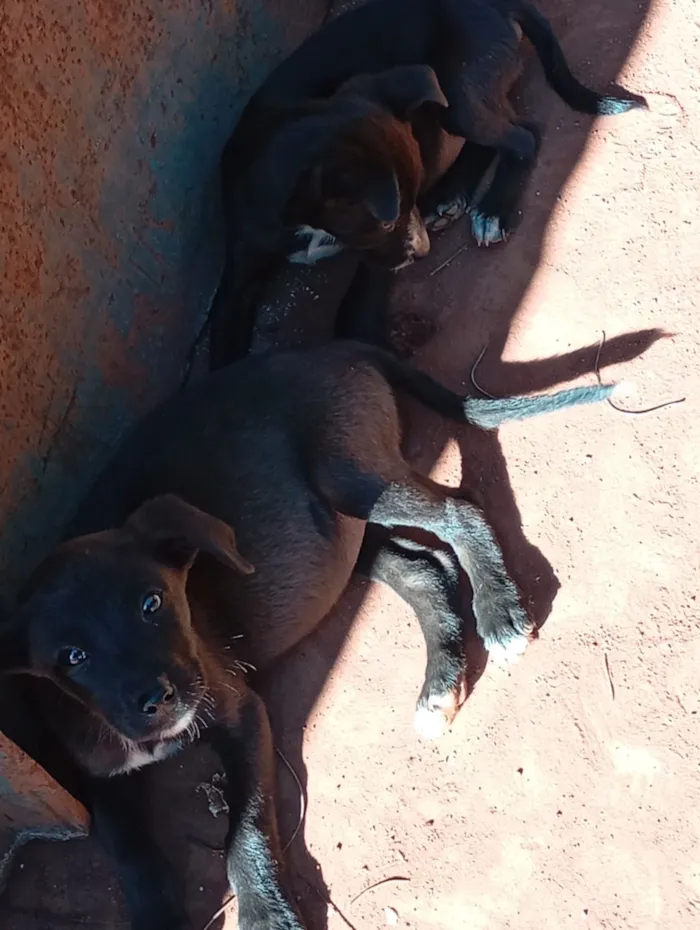 Cachorro raça SRD-ViraLata idade Abaixo de 2 meses nome filhote de cadelas