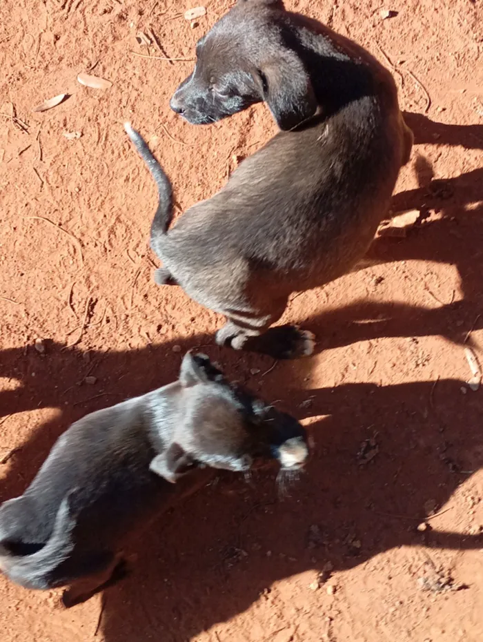 Cachorro raça SRD-ViraLata idade Abaixo de 2 meses nome filhote de cadelas