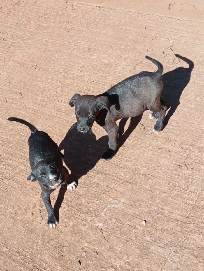 Cachorro raça SRD-ViraLata idade Abaixo de 2 meses nome filhote de cadelas