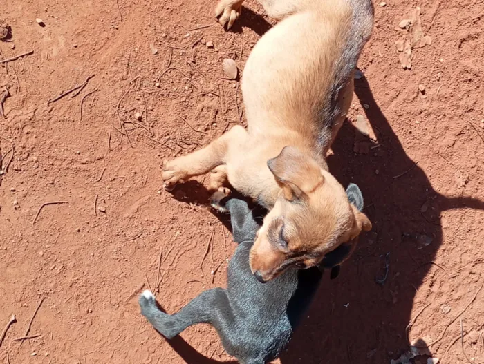 Cachorro raça SRD-ViraLata idade Abaixo de 2 meses nome filhote de cadelas