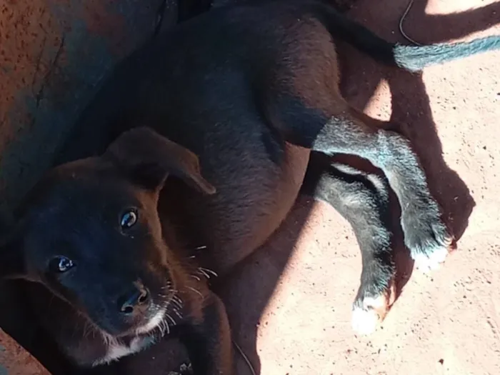 Cachorro raça SRD-ViraLata idade Abaixo de 2 meses nome filhote de cadelas