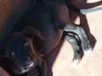 filhote de cadelas