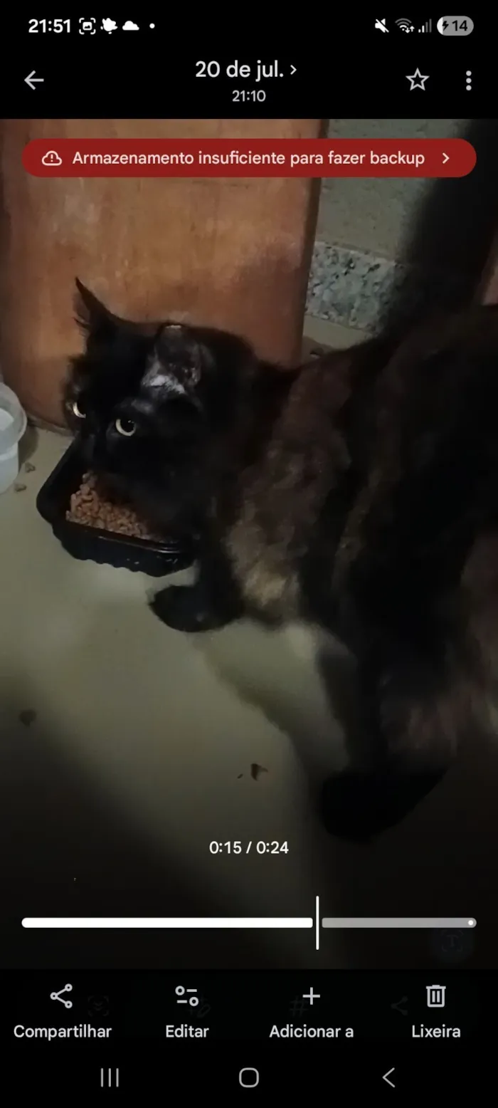 Gato raça SRD-ViraLata idade 1 ano nome Lolita