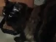 Lolita