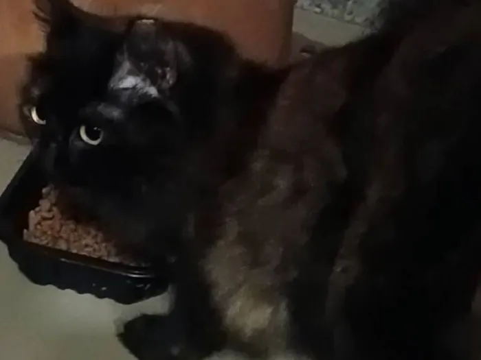 Gato raça SRD-ViraLata idade 1 ano nome Lolita