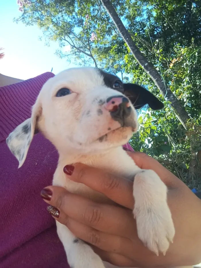 Cachorro raça SRD-ViraLata idade Abaixo de 2 meses nome Pirata