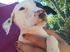 Cachorro raça SRD-ViraLata idade Abaixo de 2 meses nome Pirata