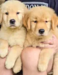 filhotes de Golden 