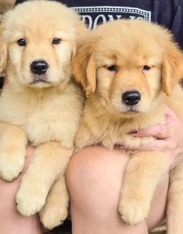Cachorro raça Pastor Alemão idade Abaixo de 2 meses nome filhotes de Golden 