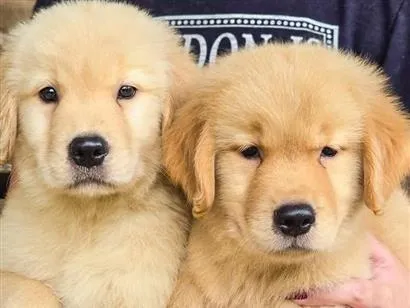 Cachorro raça Pastor Alemão idade Abaixo de 2 meses nome filhotes de Golden 