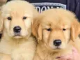 filhotes de Golden