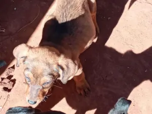 Cachorro raça SRD-ViraLata idade Abaixo de 2 meses nome filhote de cadelas