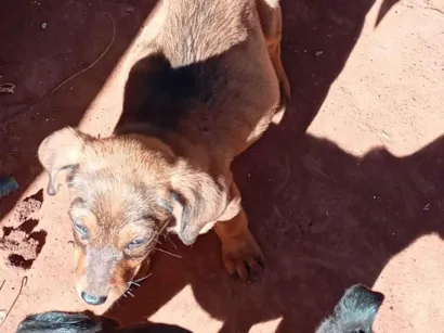 Cachorro raça SRD-ViraLata idade Abaixo de 2 meses nome filhote de cadelas