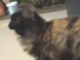 Lolita