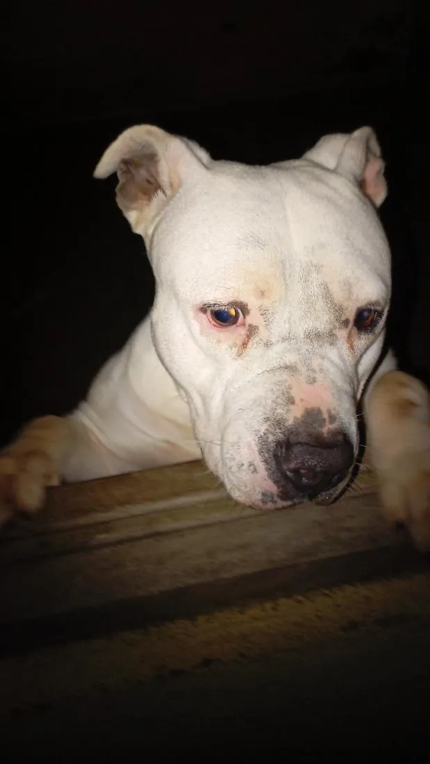 Cachorro raça Pit-Bull idade 3 anos nome flock