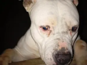 Cachorro raça Pit-Bull idade 3 anos nome flock