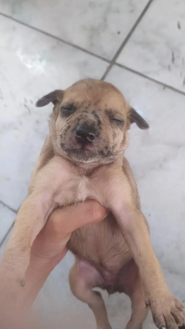 Cachorro raça SRD-ViraLata idade Abaixo de 2 meses nome Para doar