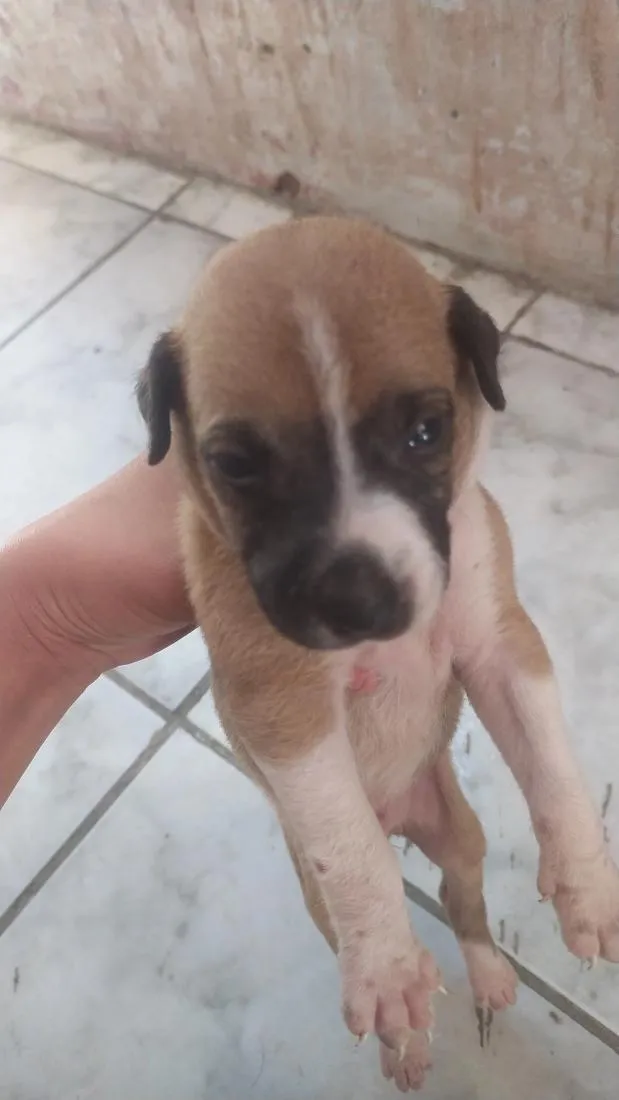 Cachorro raça SRD-ViraLata idade Abaixo de 2 meses nome Para doar