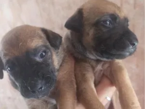 Cachorro raça SRD-ViraLata idade Abaixo de 2 meses nome Para doar