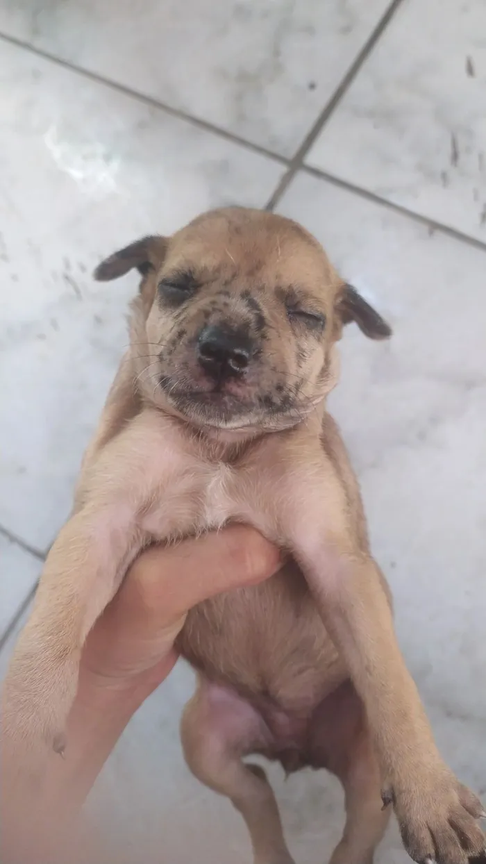 Cachorro raça SRD-ViraLata idade Abaixo de 2 meses nome para doar 