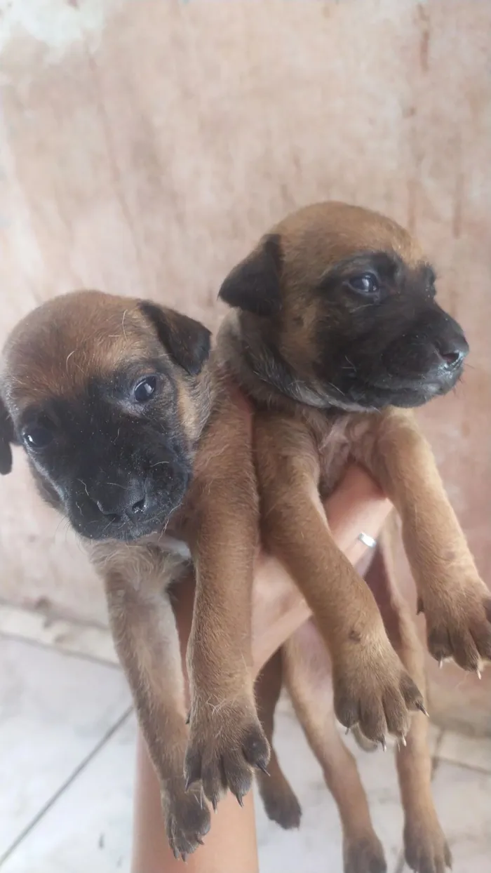 Cachorro raça SRD-ViraLata idade Abaixo de 2 meses nome para doar 