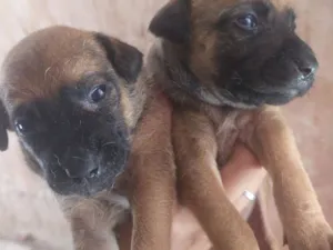 Cachorro raça SRD-ViraLata idade Abaixo de 2 meses nome para doar 