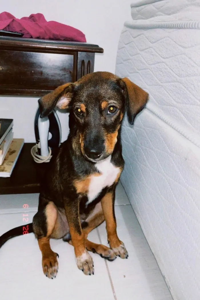 Cachorro raça SRD-ViraLata idade 2 a 6 meses nome Cupido