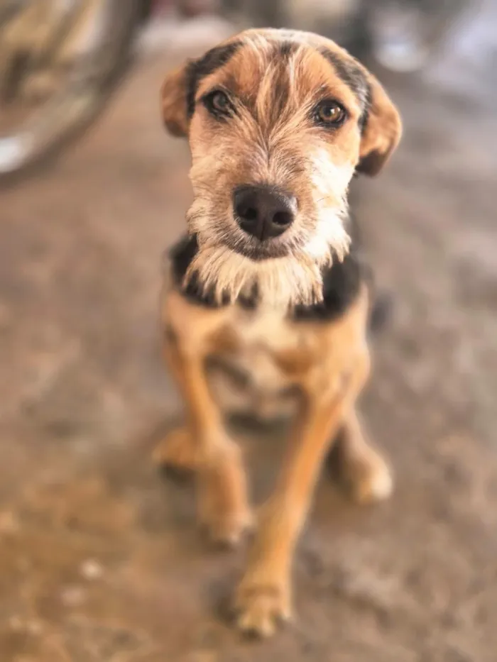 Cachorro raça SRD-ViraLata idade 2 a 6 meses nome Tody