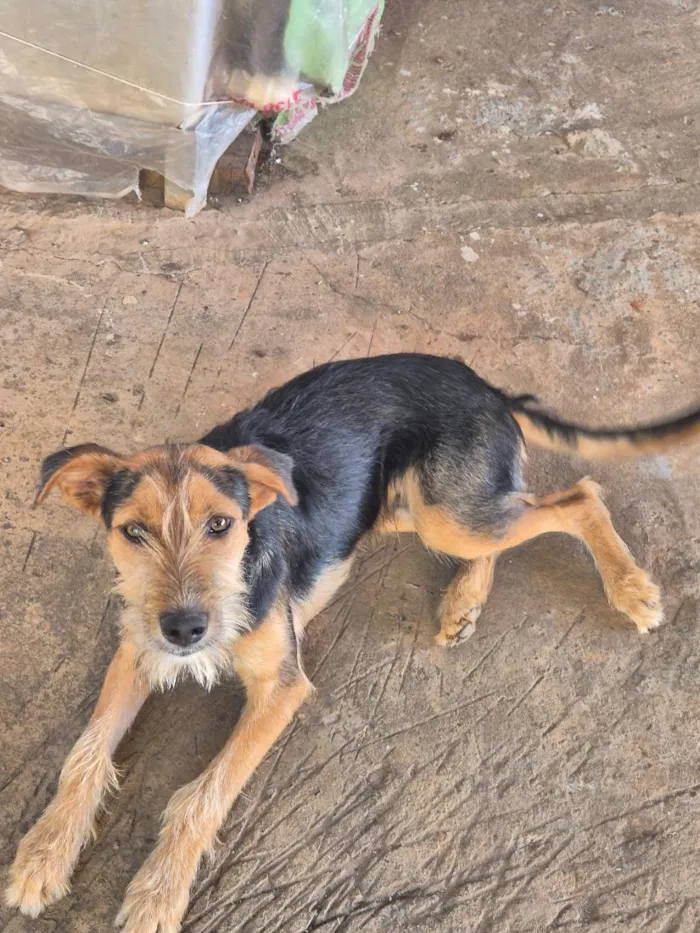 Cachorro raça SRD-ViraLata idade 2 a 6 meses nome Tody