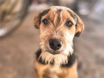 Cachorro raça SRD-ViraLata idade 2 a 6 meses nome Tody