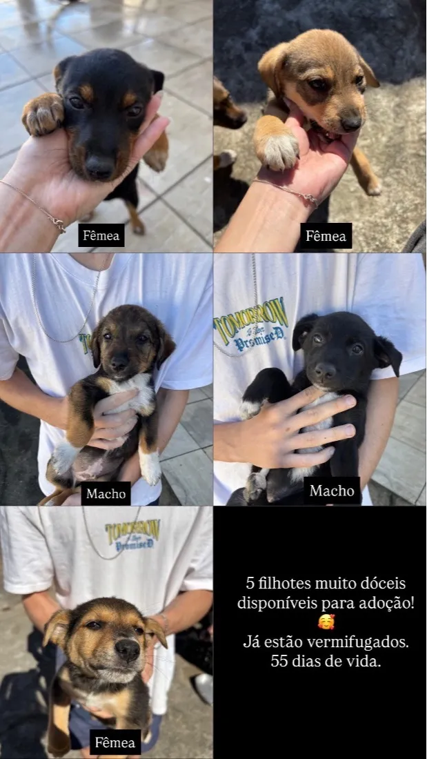 Cachorro raça SRD-ViraLata idade Abaixo de 2 meses nome Não tem nome ainda